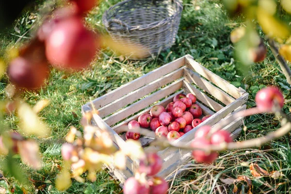 Holzkörbe Mit Roten Äpfeln Erntezeit Auf Dem Land — Stockfoto