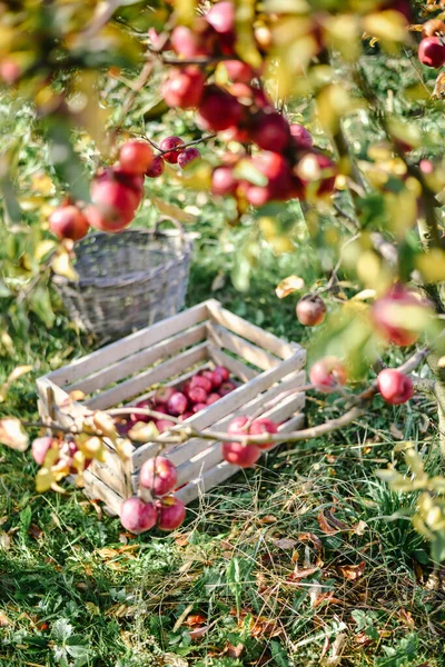 Holzkörbe Mit Roten Äpfeln Erntezeit Auf Dem Land — Stockfoto