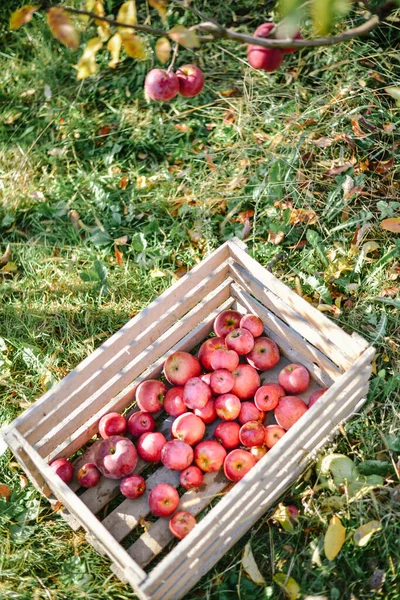 Cesta Madera Con Manzanas Rojas Temporada Cosecha Del Campo — Foto de Stock