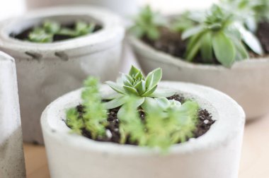 Beton kaplarda yetişen mini sulular. 