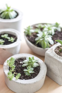 Beton kaplarda yetişen mini sulular. 