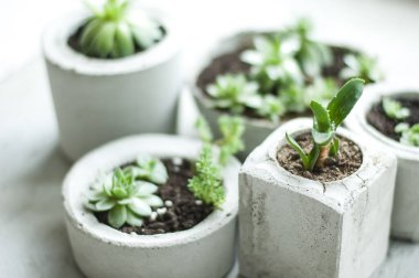 Beton kaplarda yetişen mini sulular. 