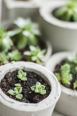 Beton kaplarda yetişen mini sulular. 