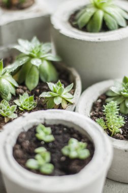 Beton kaplarda yetişen mini sulular. 