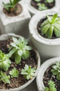 Beton kaplarda yetişen mini sulular. 