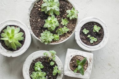 Beton kaplarda yetişen mini sulular. 