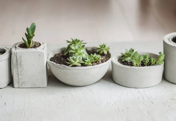 mini succulents growing in concrete pots