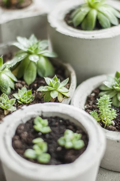 Beton kaplarda yetişen mini sulular. 