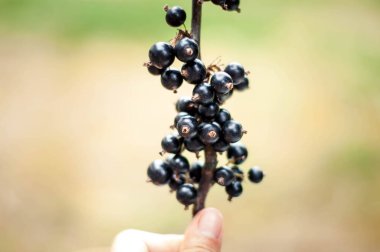 Bahçede olgun organik siyah kuş üzümü dalları