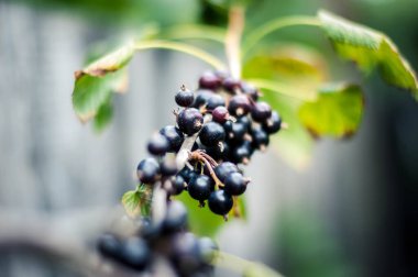 Bahçede olgun organik siyah kuş üzümü dalları