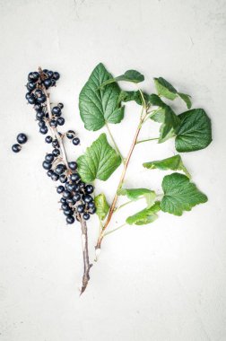 Gri arka planda yeşil yapraklı kuşüzümü bankı