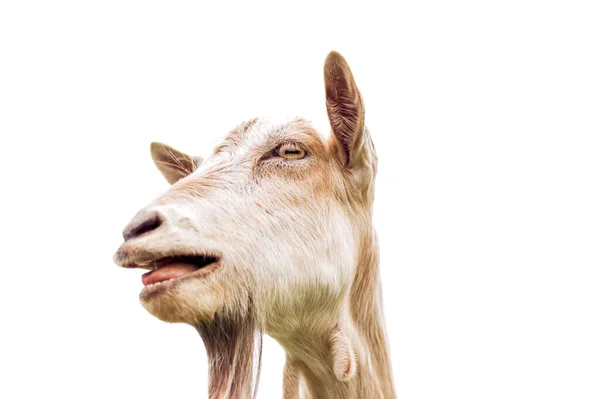 Retrato Uma Cabra Natureza Foto Alta Qualidade — Fotografia de Stock