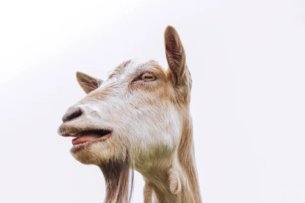 Portrait Goat Nature High Quality Photo — Stock Photo, Image