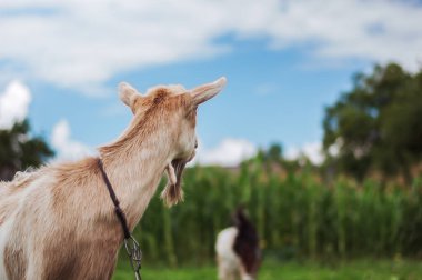 Doğada bir keçi portresi. Yüksek kalite fotoğraf.