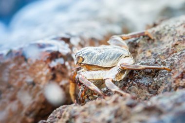 Vahşi doğadaki canlı yengeç denizdeki kayaların üzerinde duruyor. Yüksek kalite fotoğraf.