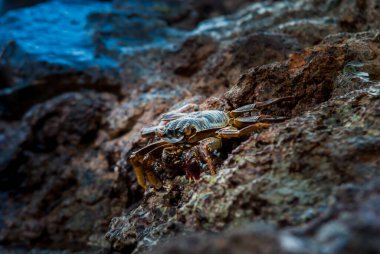 Vahşi doğadaki canlı yengeç denizdeki kayaların üzerinde duruyor. Yüksek kalite fotoğraf.