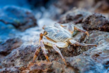 Vahşi doğadaki canlı yengeç denizdeki kayaların üzerinde duruyor. Yüksek kalite fotoğraf.