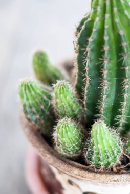 Tenceredeki güzel yeşil kaktüse yaklaş.