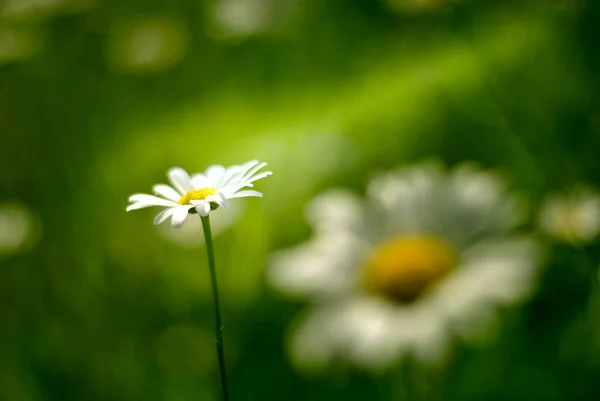 Schöne Blumen Wachsen Garten Feld — Stockfoto