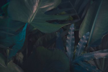 Tropik yeşil arka plan. şehir ormanı kavramı