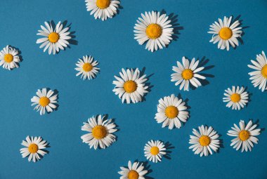 summer daisies on a blue background. summer concept