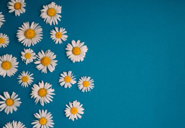 summer daisies on a blue background. summer concept
