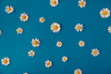 summer daisies on a blue background. summer concept
