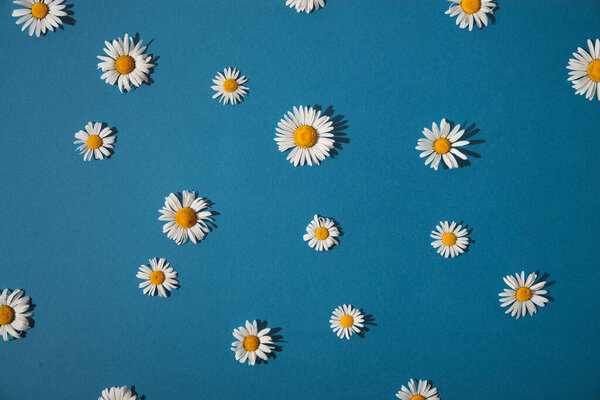 summer daisies on a blue background. summer concept