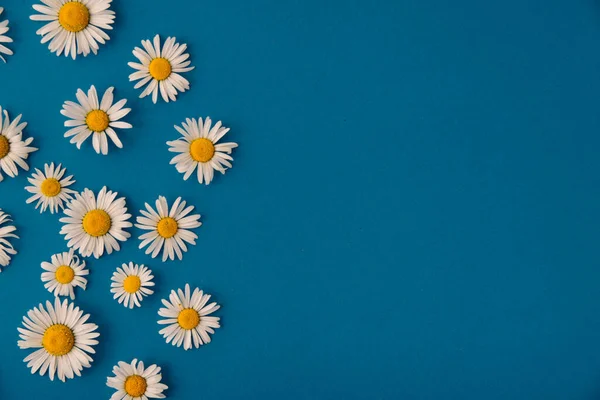 summer daisies on a blue background. summer concept