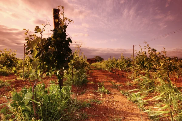 日の出でフランスのブドウ畑 — ストック写真