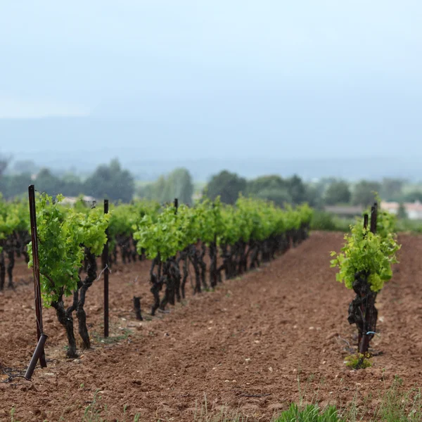Виноградник у Франції — стокове фото