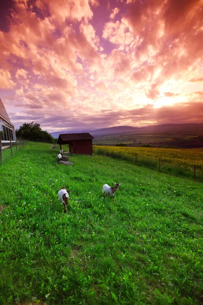 Yeşil çimenlerin üzerinde gündoğumu keçi — Stok fotoğraf