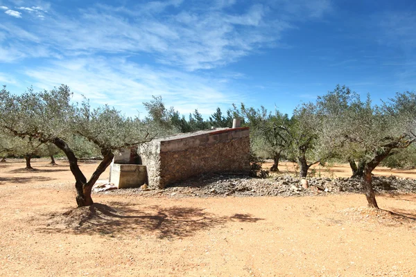 Olive Trees in spain — Stock Photo, Image