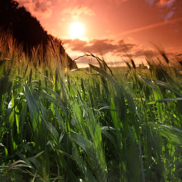 Summer field of wheat — Stock Photo, Image