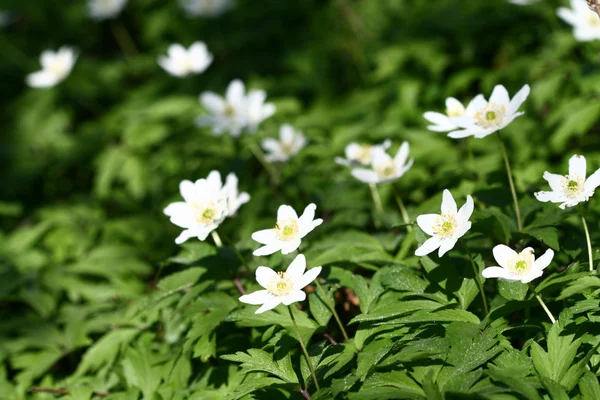 Flor blanca — Foto de Stock