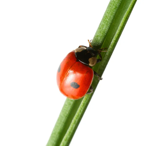 草の上のてんとう虫 — ストック写真