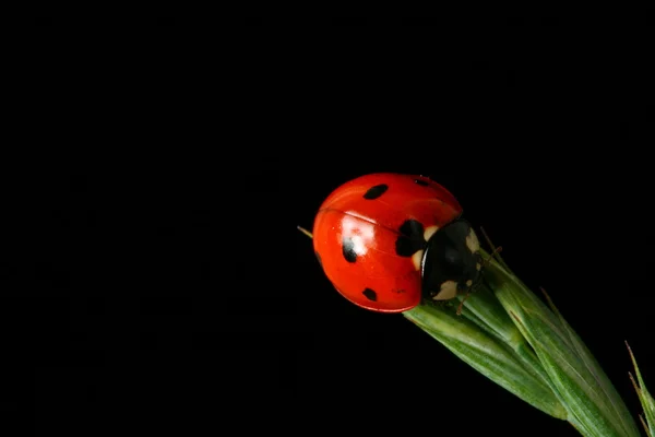 Sunrise ladybug — Stock Photo, Image