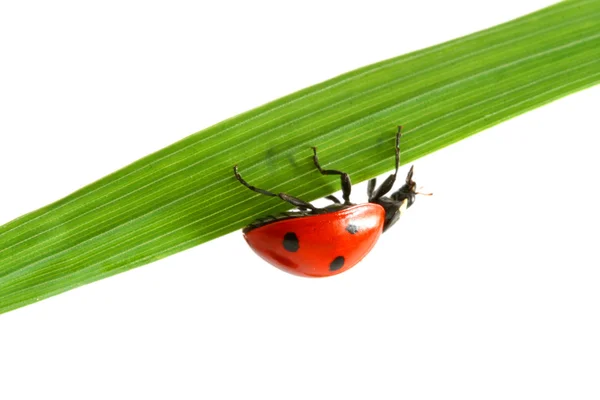 Mariquita roja — Foto de Stock