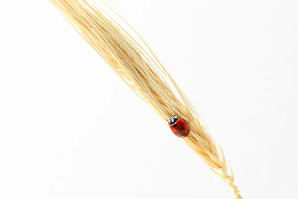 Mariquita sobre trigo — Foto de Stock