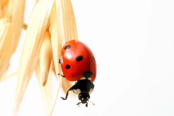Ladybug on wheat — Stock Photo, Image