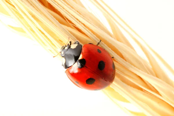 Ladybug on wheat — Stock Photo, Image