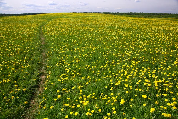 Dandelion landscape — Stock Photo, Image