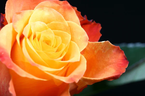 Orange Rose — Stockfoto