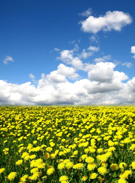 Dandelion green field — Stock Photo, Image