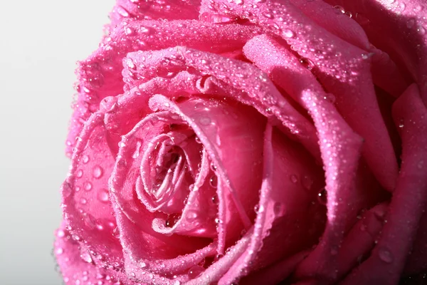 Pink rose — Stock Photo, Image