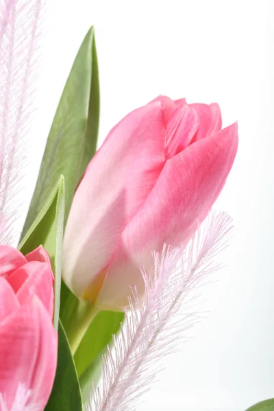 Tres tulipanes rosados — Foto de Stock