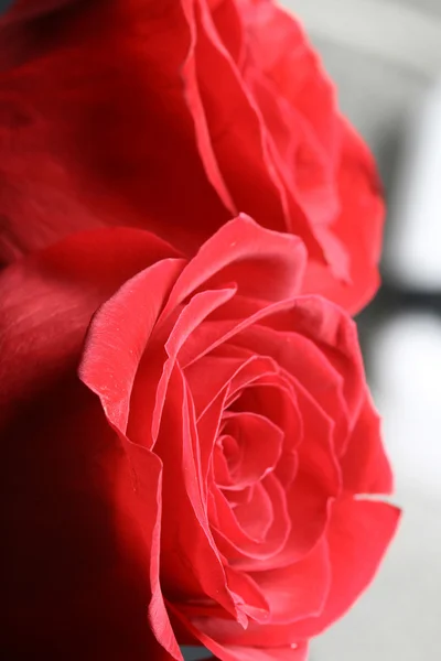 Beleza Rosas vermelhas — Fotografia de Stock