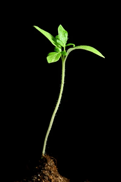 Nový život rostlin — Stock fotografie