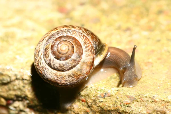 Cáscara — Foto de Stock