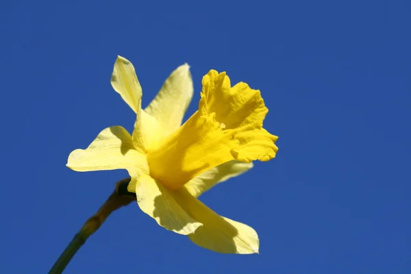 Желтый цветок в небе — стоковое фото